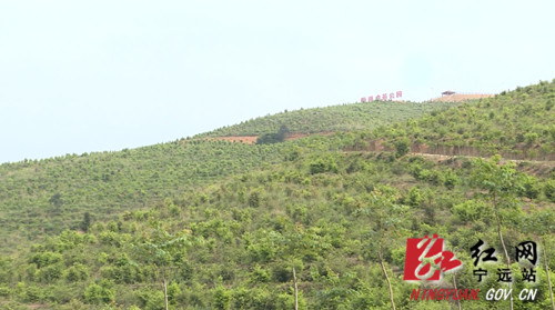 深圳市生态农业促进会来宁远考察油茶产业_副本500.jpg